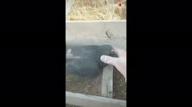 'Rescue Agent Heartbroken After Seeing Poisoned Pigeon Suffering'