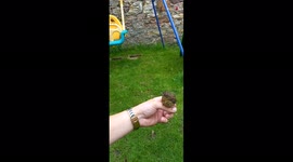Baby robin perched on Irishman's hand is fed by mother