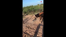'Australian Cattle Dog Directing the Cattle Across Ranch'