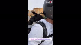 'Staffy Enjoys a Morning Bike Ride on the Streets of France
'