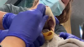 Sea turtle rescued after US surgeons remove fishing hook jammed through its mouth and eye