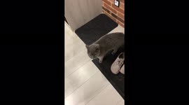 The cat complains when mom left, and an unfamiliar aunt came to feed them
