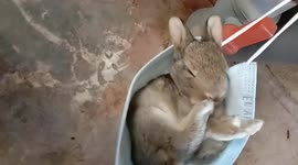 Face mask and chill? Rabbit loves relaxing to music in improvised hammock