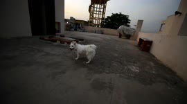 Watch the Dog's run when owner moves to catch her at a house