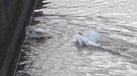 Vicious Swan Attack In London