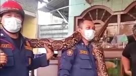 Indonesian firefighters remove massive python hiding in roof