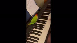 Musical lovebird loves dancing along and jumping to the piano playing