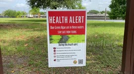 Toxic Blue-Green Algae Alert Issued for the Franklin Locks on the Caloosahatchee River
