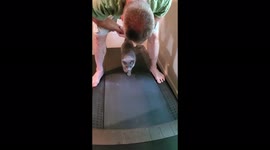 'LEM' the determined cat in Florida goes for a walk on the treadmill with his dad