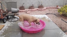 Thor the 95lb pitbull gets a tiny pool for the scorching Las Vegas heat