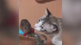 Cat and mouse play nice