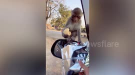 Clever monkey leaps onto car, demands food