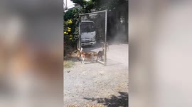 4 feisty dogs viciously bark at each other ... through an open gate