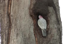 A woman’s work is never done – a beautiful female Galah excavating her nest hollow