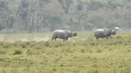 Female rhino chases after 'reluctant' bull in north Indian national park