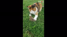 'Gopher Bites a Cat & Gets Caught Immediately After'
