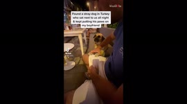Stray dog insists on resting paws on diner at restaurant in Turkey