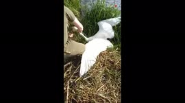 Angler removes fishing hook from distressed swan's mouth in UK