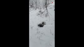 'Excited Border Collie Can't Get Enough of the Snow '