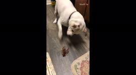 US pet owner films her curious dog's intense battle with loose crayfish