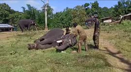 Elephants tested for COVID-19 after lions test positive in Indian zoo