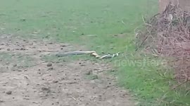 Pair of snakes playfully engage with each other in central India