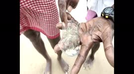 Fisherman comes off worse after encounter with smack of jellyfish in India