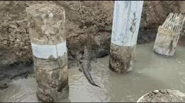 Large crocodile lurking in construction site is removed by Indian officials