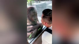 Orangutan kisses man through glass at Chinese zoo