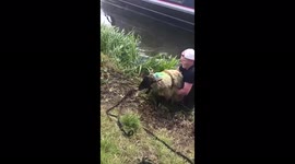 UK runner climbs into river to rescue stranded SHEEP