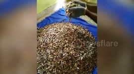 Eco-warrior in India builds $1 million business by creating toys, mosquito repellents and furnishings from old cigarette butts