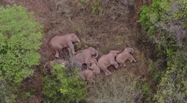China's viral elephant herd take a nap after trekking 500km across country