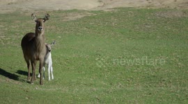 The San Diego Zoo Welcomes a Rare White Waterbuck Calf