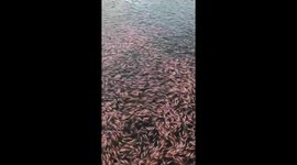 Thousands of fish jump on the water to get food