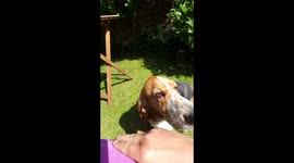 Basset hound headbutting for attention cuteness overload