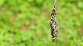 Thousands of caterpillars line tree with spooky silk web in UK