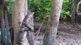 Two wild monitor lizards wrestle in ritual combat for mating rights