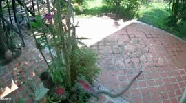 14ft long cobra tries to escape snake catchers after being found in family’s living room