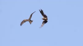 Black kites fighting for dominance with dramatic dive bombing displays.