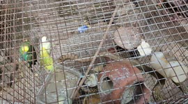 The snake in the bird cage This happened in Tamil Nadu South India