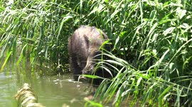 Rare footage of an Iberian Wild Boar filmed In broad daylight taking a bath