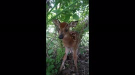 Fawn/baby deer says hello to me in the woods