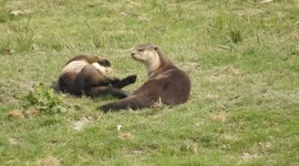 Smooth Coated Otter Playing