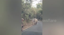 Elephant chases passing cars on road