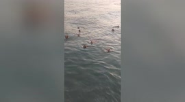 Wild monkeys in Andaman Sea fed by tourists