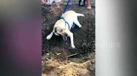 Heartbroken dog tries to dig up grave of dead best friend