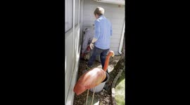 ''Nope, Don't Need Your Help' Swan Chases Woman Trying to Help it'