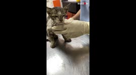 TikToker films blind kitten's road to recovery after rescuing it from brink of death