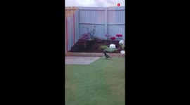 'Bold Crow Smartly Steals 5 Fat Balls from the Bird Feeder'