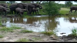 Elephants drinking water get a little too close to our vehicle
